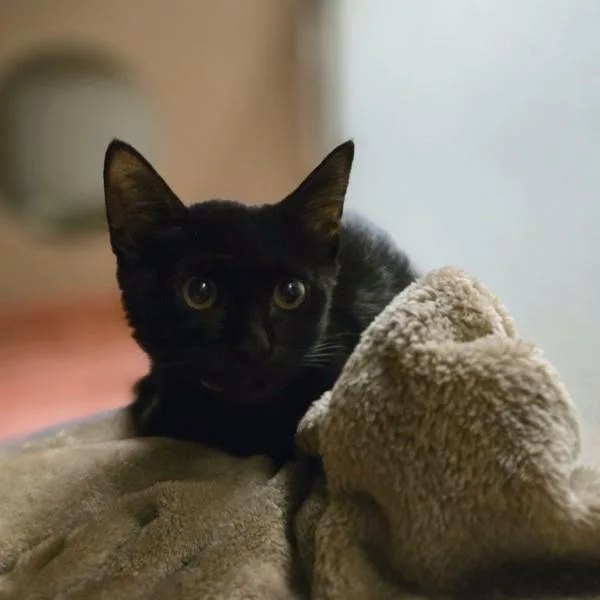 A baby small-sized female Domestic Short Hair cat named Lyric for adoption in Oakland, CA