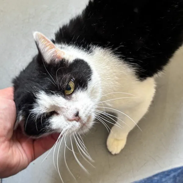 A senior medium-sized female Domestic Short Hair cat named Lucy  Bonded Buddy for adoption in Des Moines, IA