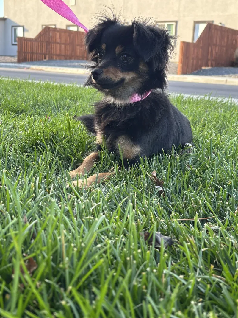 An adult small-sized female Black Chihuahua dog named Pixie for adoption in Quincy, WA