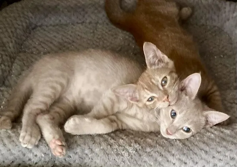 A baby medium-sized male Orange / Red Domestic Short Hair cat named Orange & Buff for adoption in Monroe Township, NJ