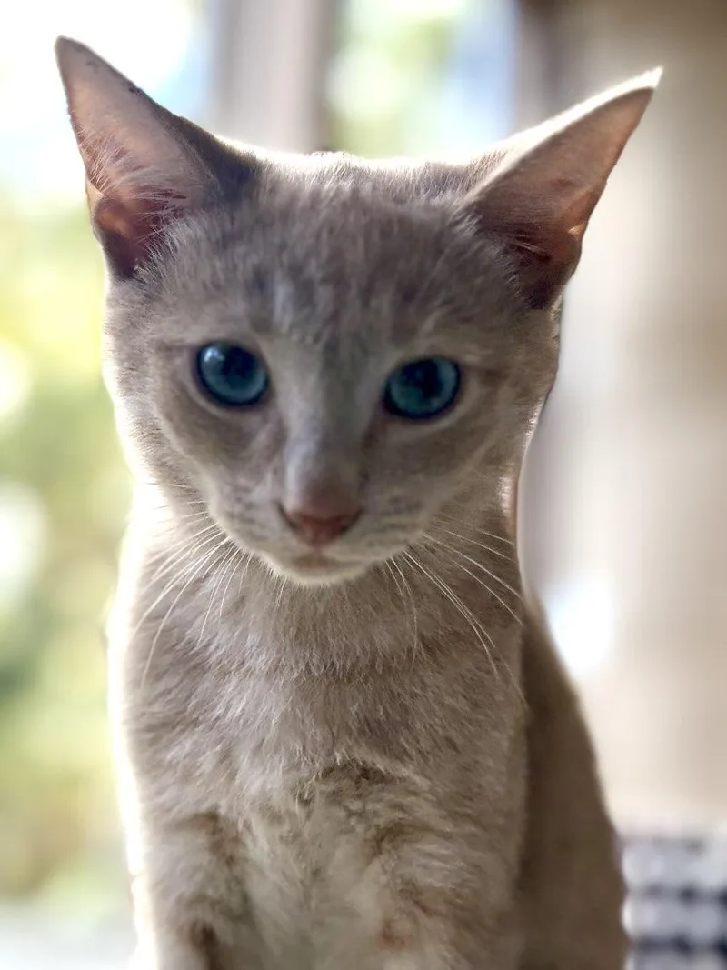 Orange & Buff thumbnail 2