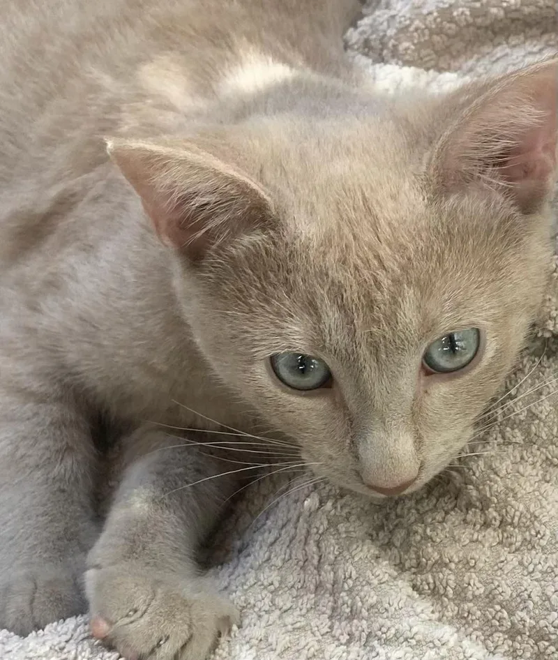 Orange & Buff thumbnail 3