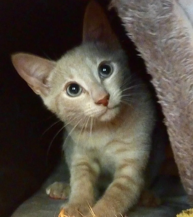 Orange & Buff thumbnail 4