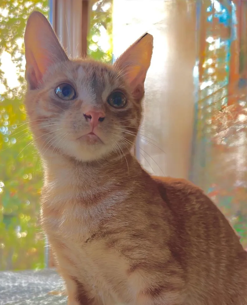 Orange & Buff thumbnail 5