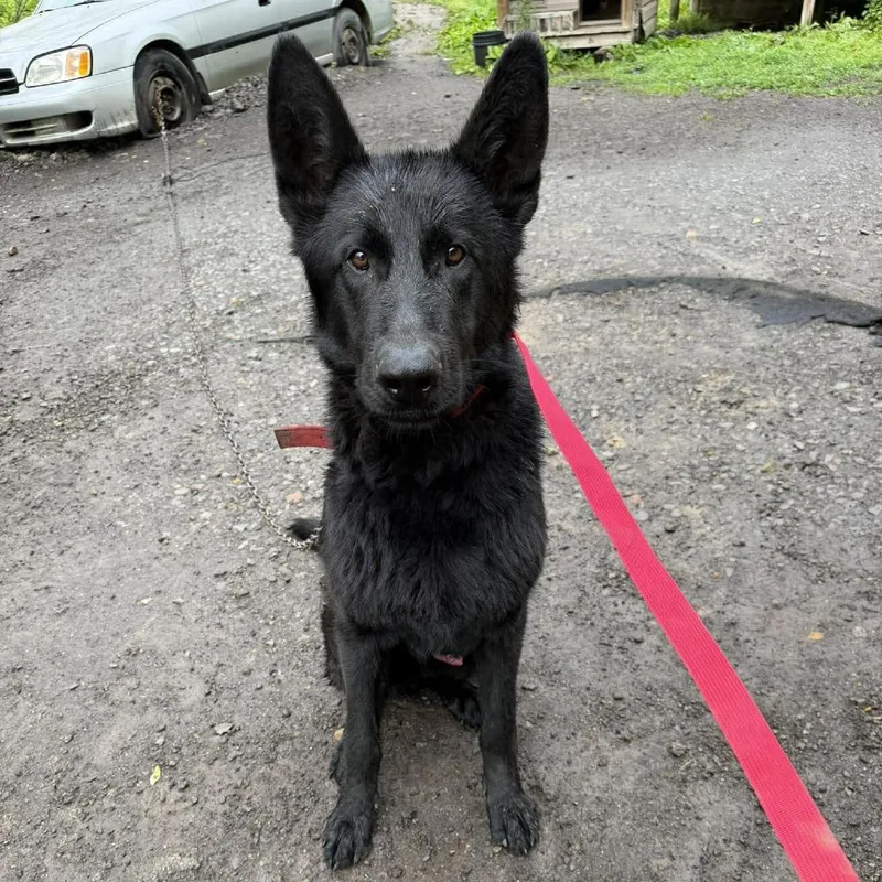 Odin