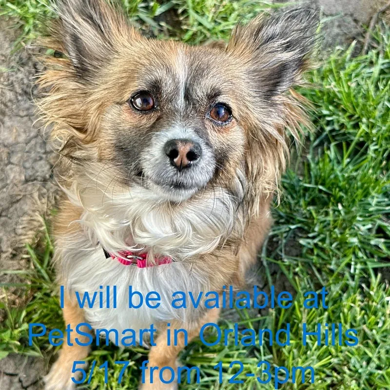 An adult small-sized female Sable Papillon dog named Mui for adoption in Matteson, IL