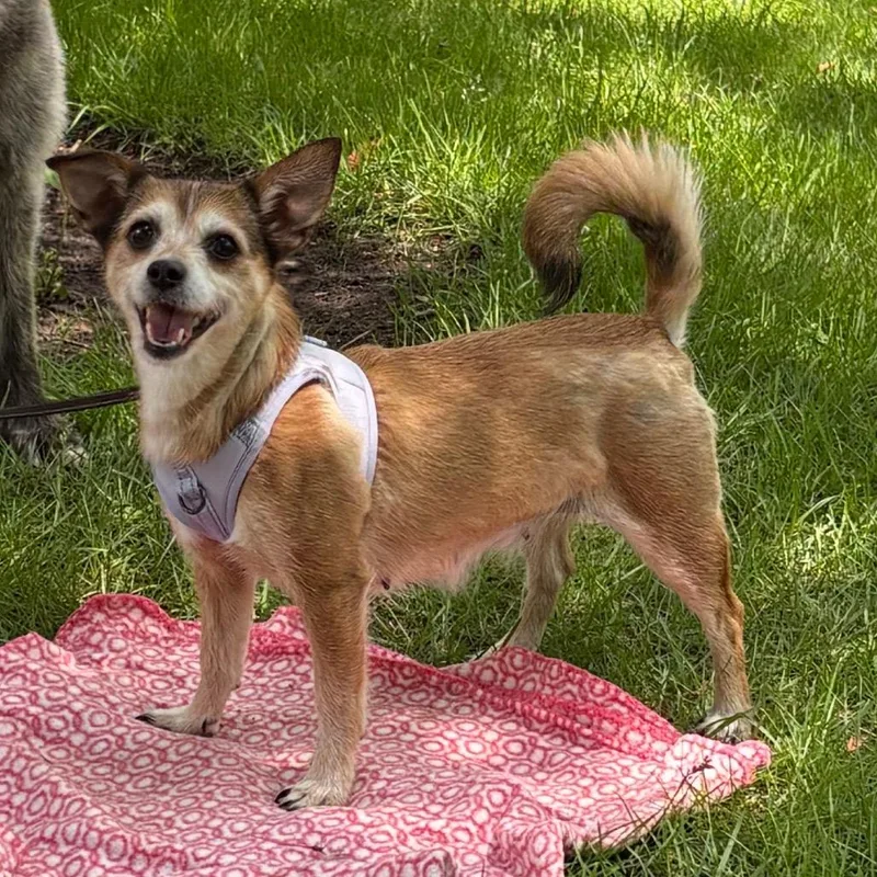 An adult small-sized female Yellow / Tan / Blond / Fawn Chihuahua dog named Cordelia for adoption in St. Paul, MN