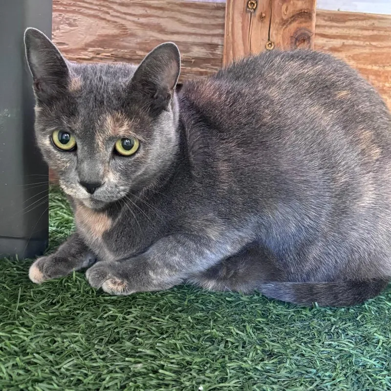 An adult small-sized female Tortoiseshell Domestic Short Hair cat named Frida for adoption in San Pablo, CA