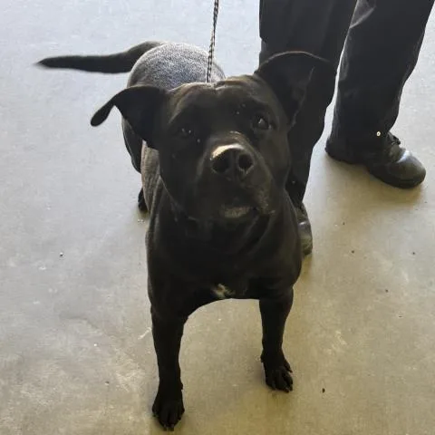 An adult large-sized male Mixed Breed dog named Brother Brutus for adoption in Pensacola, FL