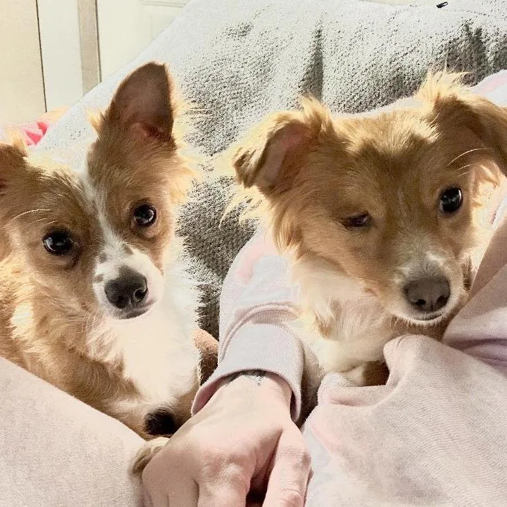 An adult small-sized female Red / Chestnut / Orange Chihuahua dog named Rosie for adoption in Graham, WA