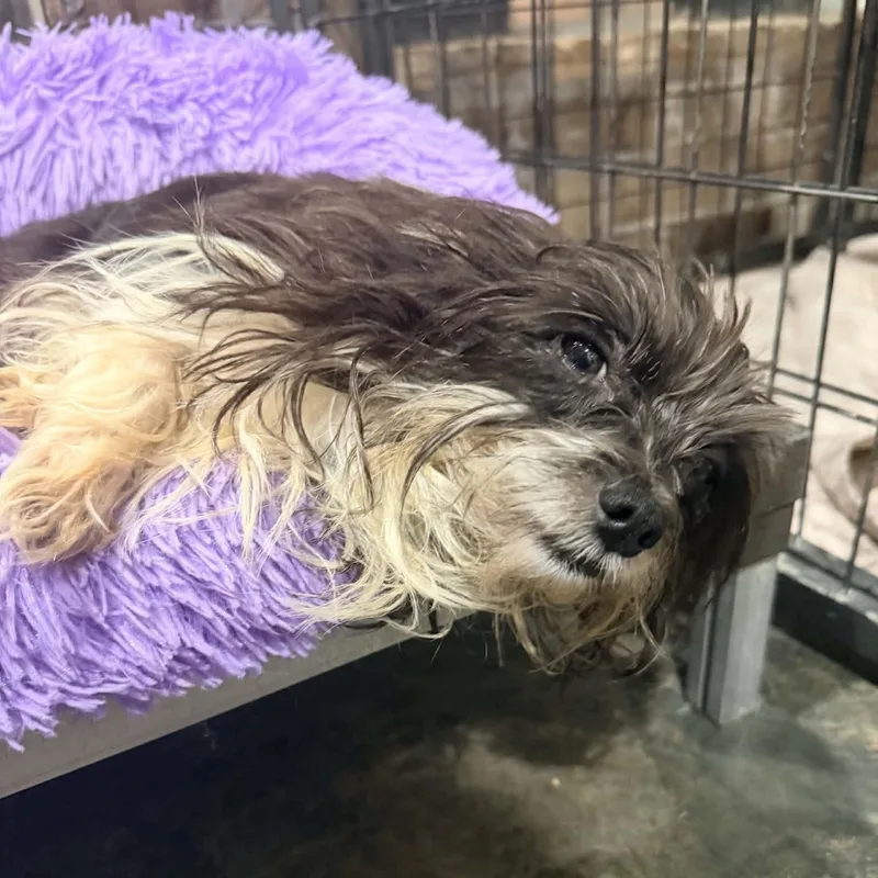 An adult small-sized female Black Yorkshire Terrier dog named Sarah for adoption in Foley, AL