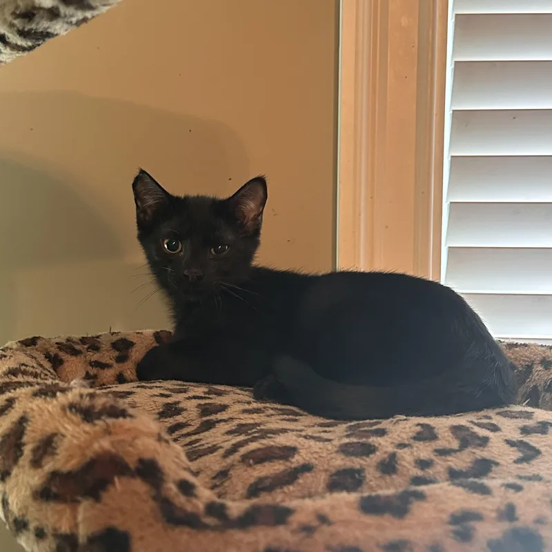 Kylo