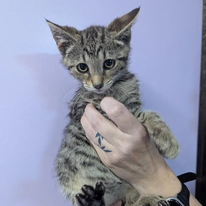 Copurrnicus
