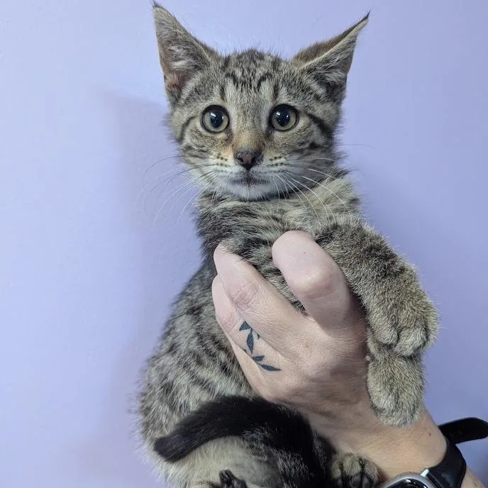 Copurrnicus thumbnail 2