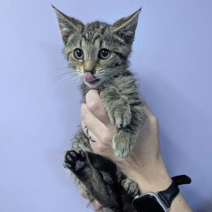 Copurrnicus thumbnail 3