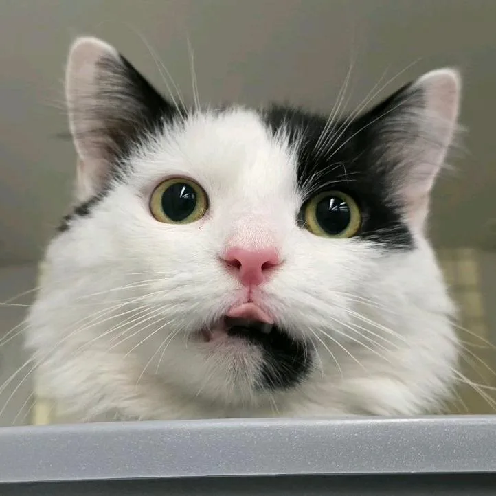 An adult medium-sized male White Domestic Long Hair cat named Moomoo for adoption in Hamburg, NY
