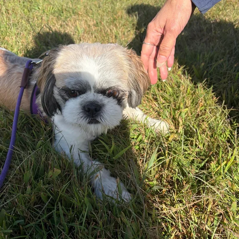 A young small-sized female Shih Tzu dog named Ginger for adoption in Griswold, CT