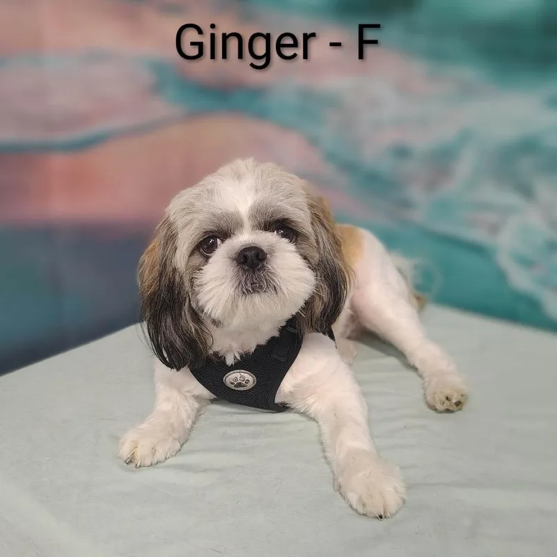 Ginger thumbnail 4