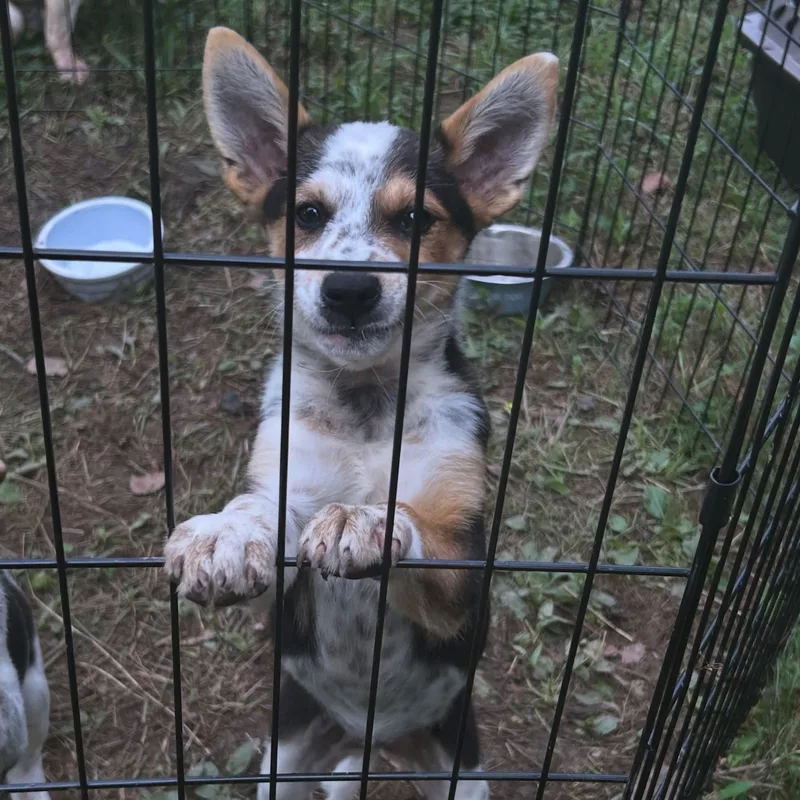 Zoey thumbnail 3