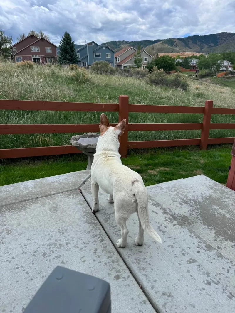 Yogi