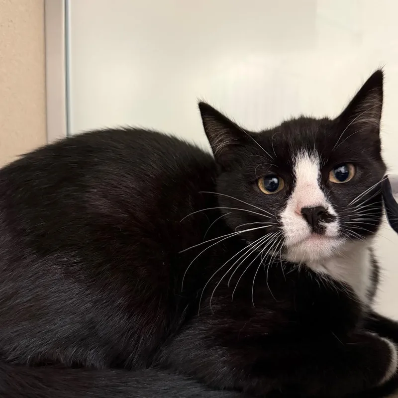 A baby small-sized female Black Domestic Short Hair cat named Aries for adoption in Ballston Spa, NY