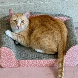 An adult medium-sized female Tabby (Orange / Red) Domestic Short Hair cat named Itsy for adoption in Spring Valley, CA