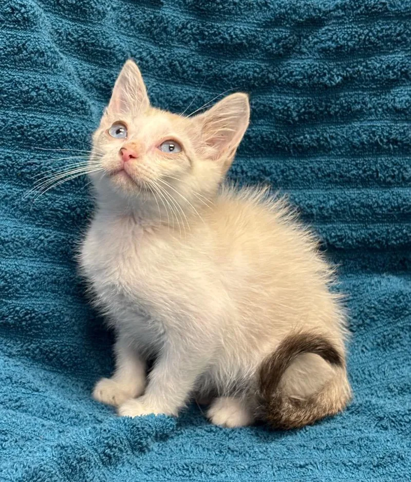 A baby medium-sized male Domestic Short Hair cat named Tober for adoption in Little Rock, AR