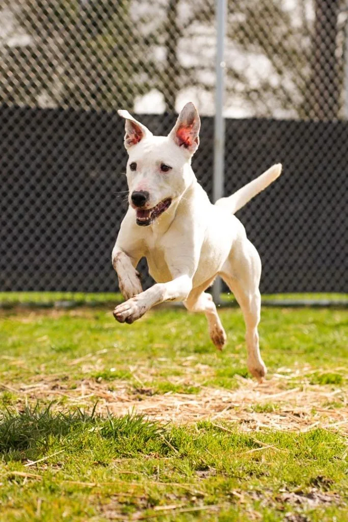 An adult medium-sized female Pit Bull Terrier dog named Ghost Sponsored By River for adoption in Newberg, OR