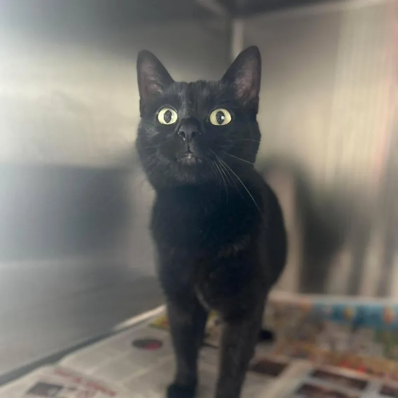 An adult medium-sized female Black Domestic Short Hair cat named Mavis for adoption in Troy, IL