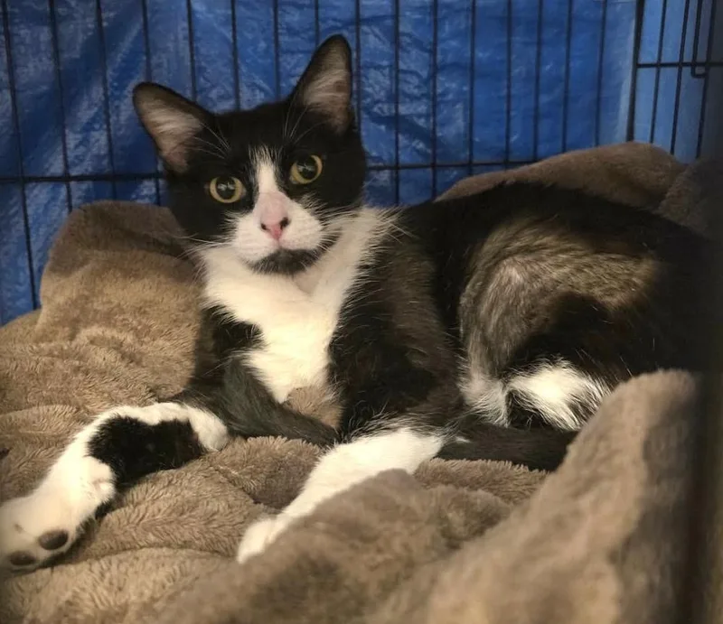An adult medium-sized female Black & White / Tuxedo Domestic Short Hair cat named Maki for adoption in tucson, AZ