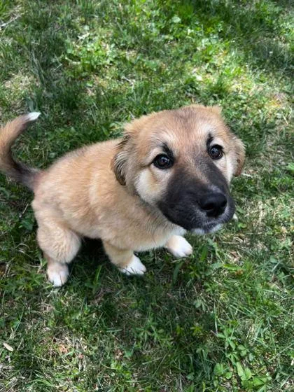 An adult small-sized female Shepherd dog named Katness for adoption in Spruce Pine, NC