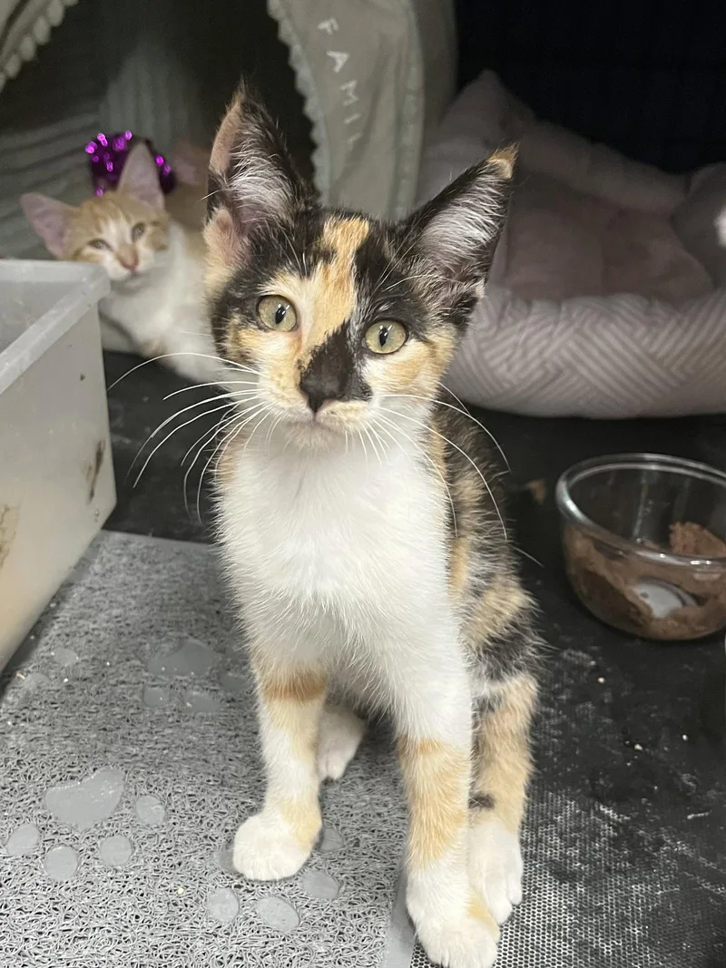 A young medium-sized female Domestic Short Hair cat named Daisy for adoption in Zimmerman, MN