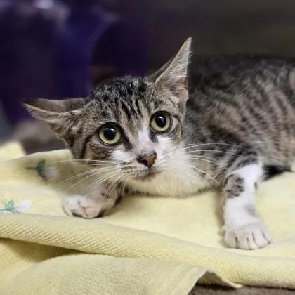 A baby small-sized female Domestic Short Hair cat named Salt for adoption in Westland, MI