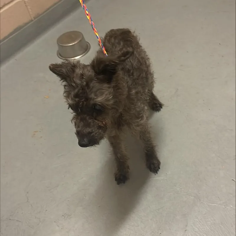 A senior small-sized female Gray / Blue / Silver Poodle (Toy) dog named Neodymium for adoption in Tacoma, WA