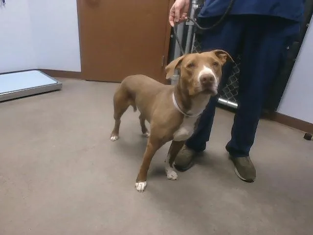 An adult large-sized male Pit Bull Terrier dog named Clarence for adoption in Phoenix, AZ
