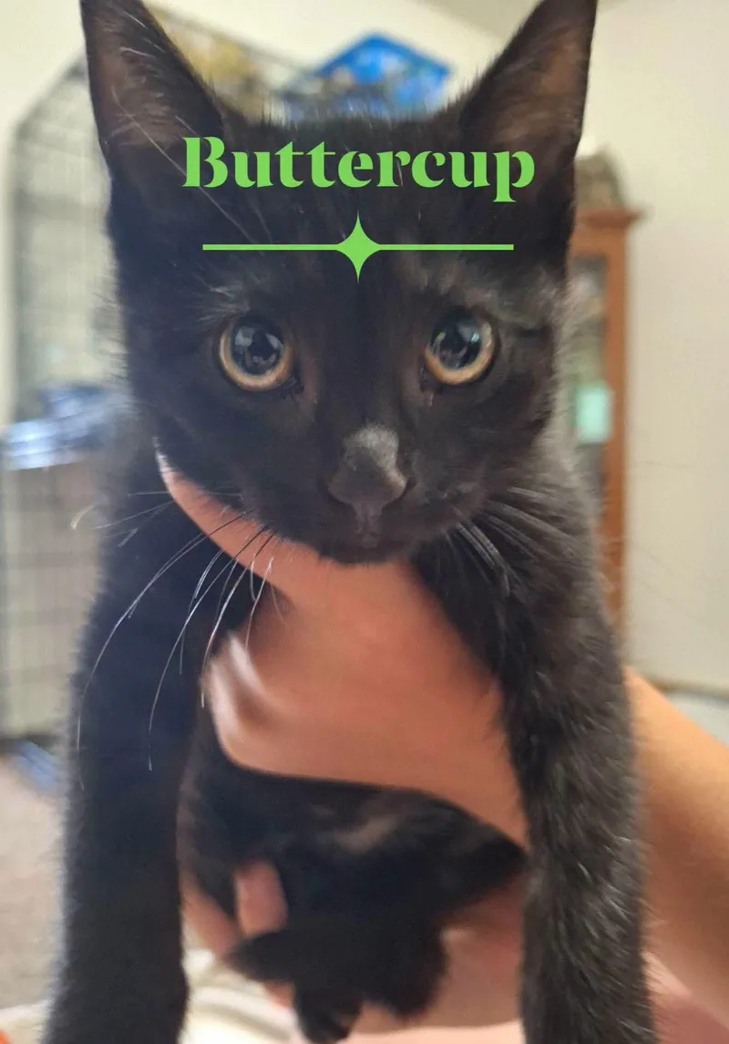 A baby medium-sized female Domestic Short Hair cat named Buttercup for adoption in East Canton, OH