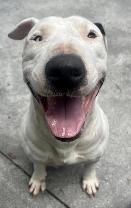 Brody
