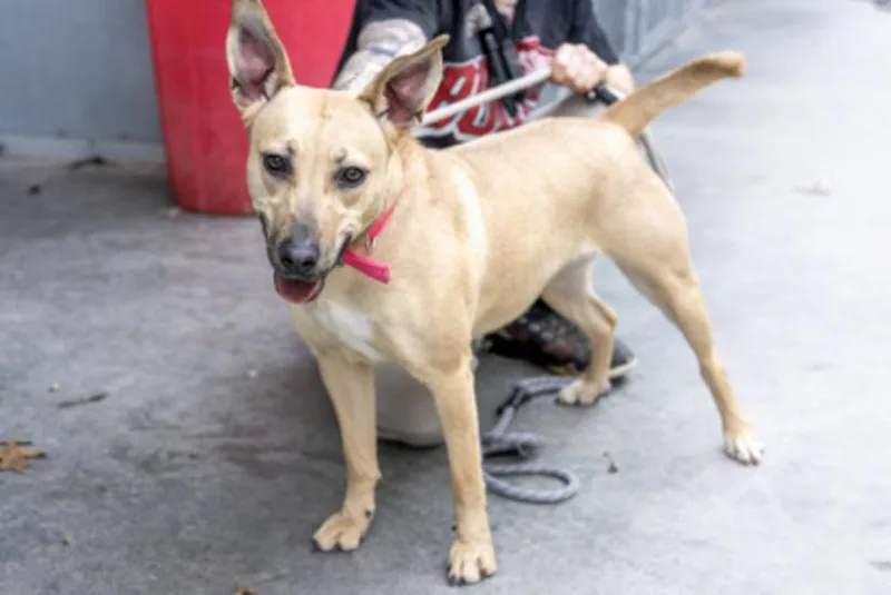 An adult medium-sized female Apricot / Beige Mixed Breed dog named Mamba for adoption in Terre Haute, IN