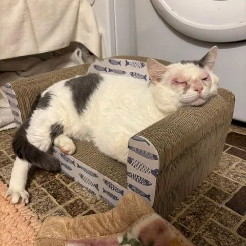 Stuffing thumbnail 2