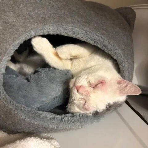 Stuffing thumbnail 3