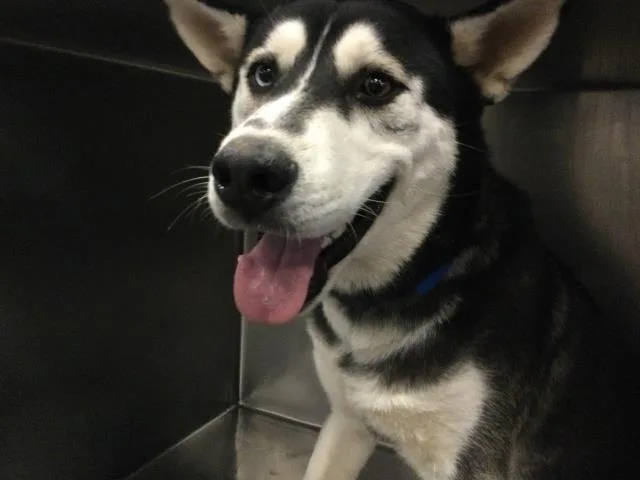 A young medium-sized male Siberian Husky dog named Link for adoption in Riverside, CA