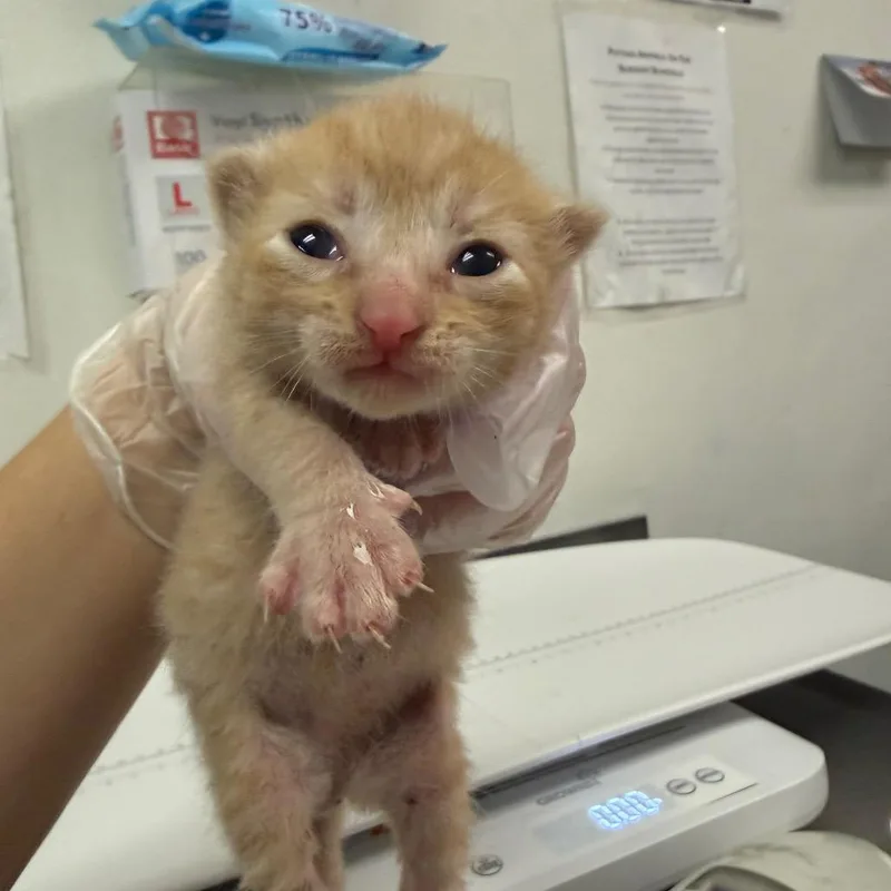 A baby small-sized male Domestic Medium Hair cat named Plankton for adoption in Charleston, WV