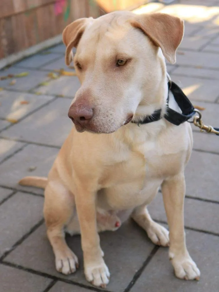 Crush Aka Memphis 🇨🇦 thumbnail 6