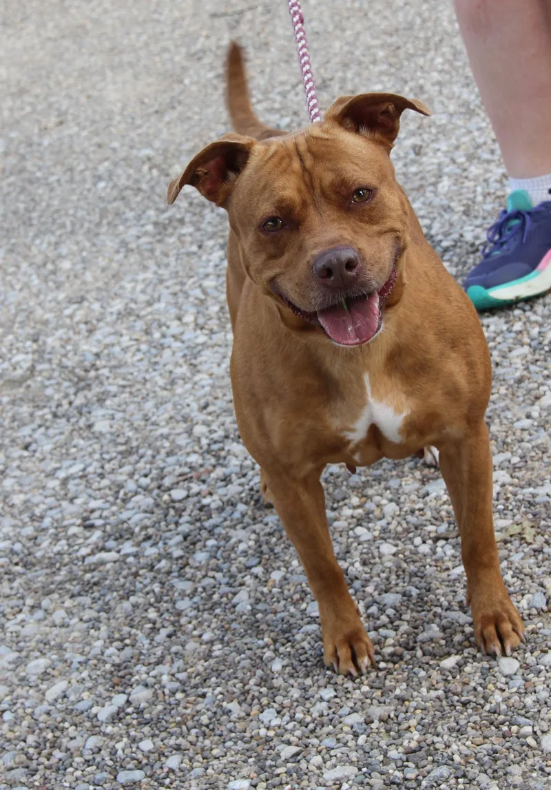 An adult medium-sized female Brown / Chocolate Pit Bull Terrier dog named Tiger Lily for adoption in Marietta, OH