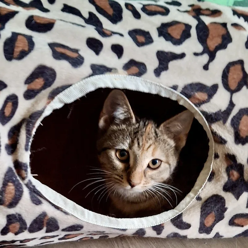 Fruitcake thumbnail 2