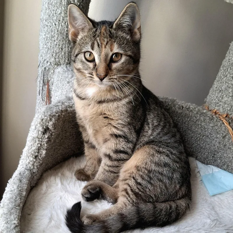 Fruitcake thumbnail 3