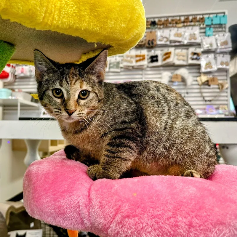 Fruitcake thumbnail 4