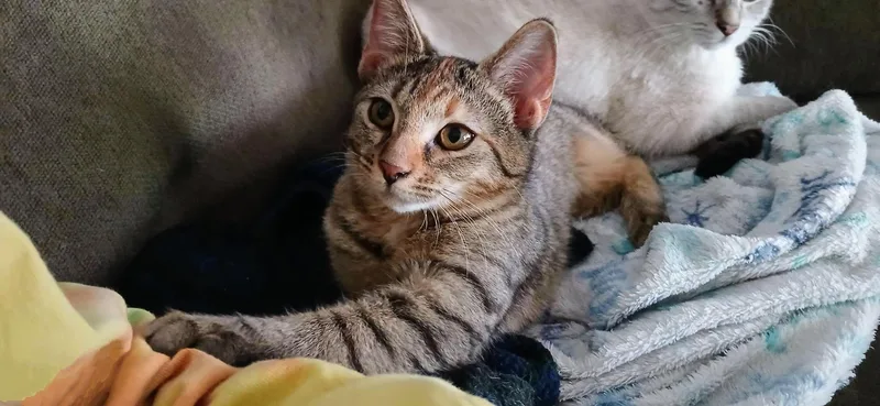 Fruitcake thumbnail 5