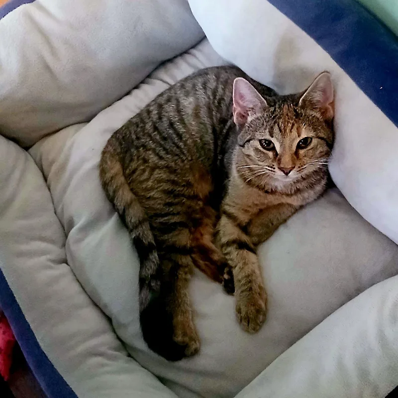 Fruitcake thumbnail 6