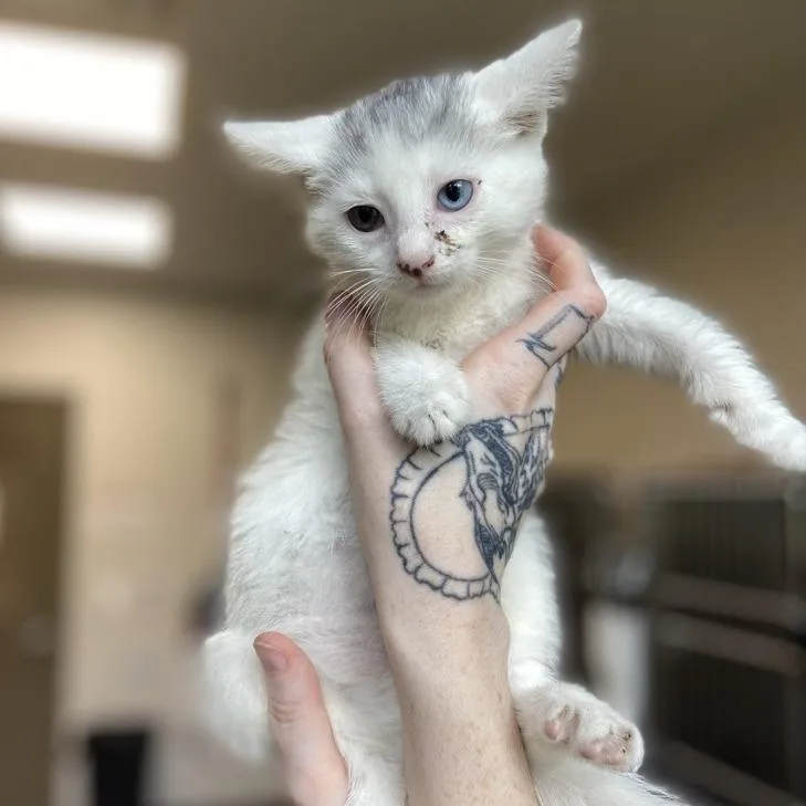 A baby small-sized female White Domestic Short Hair cat named Brow for adoption in Washington Township, OH